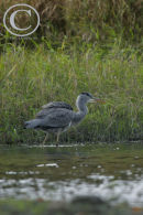 Grey Heron.